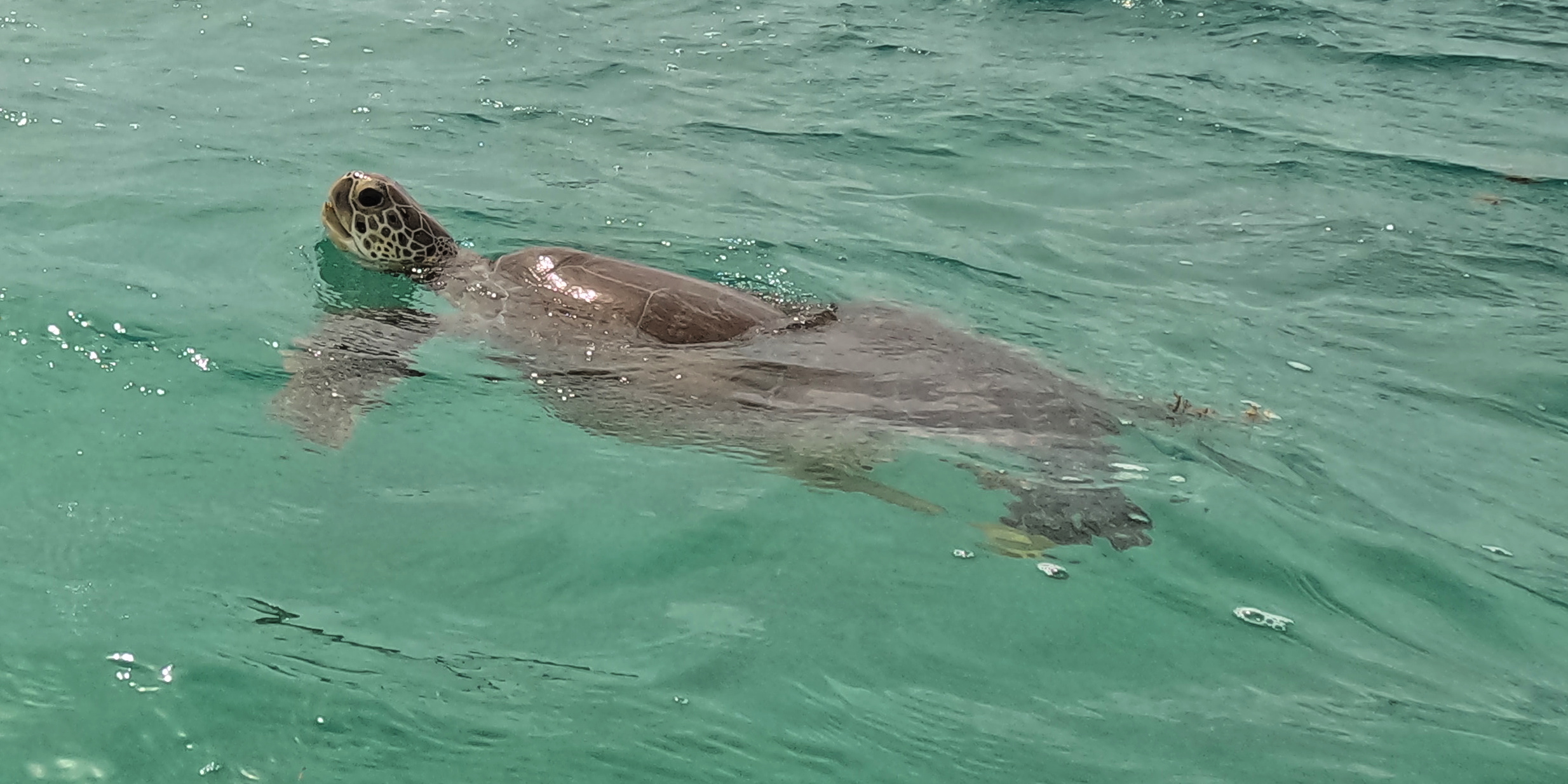 Akumal: snorkel with sea turtles