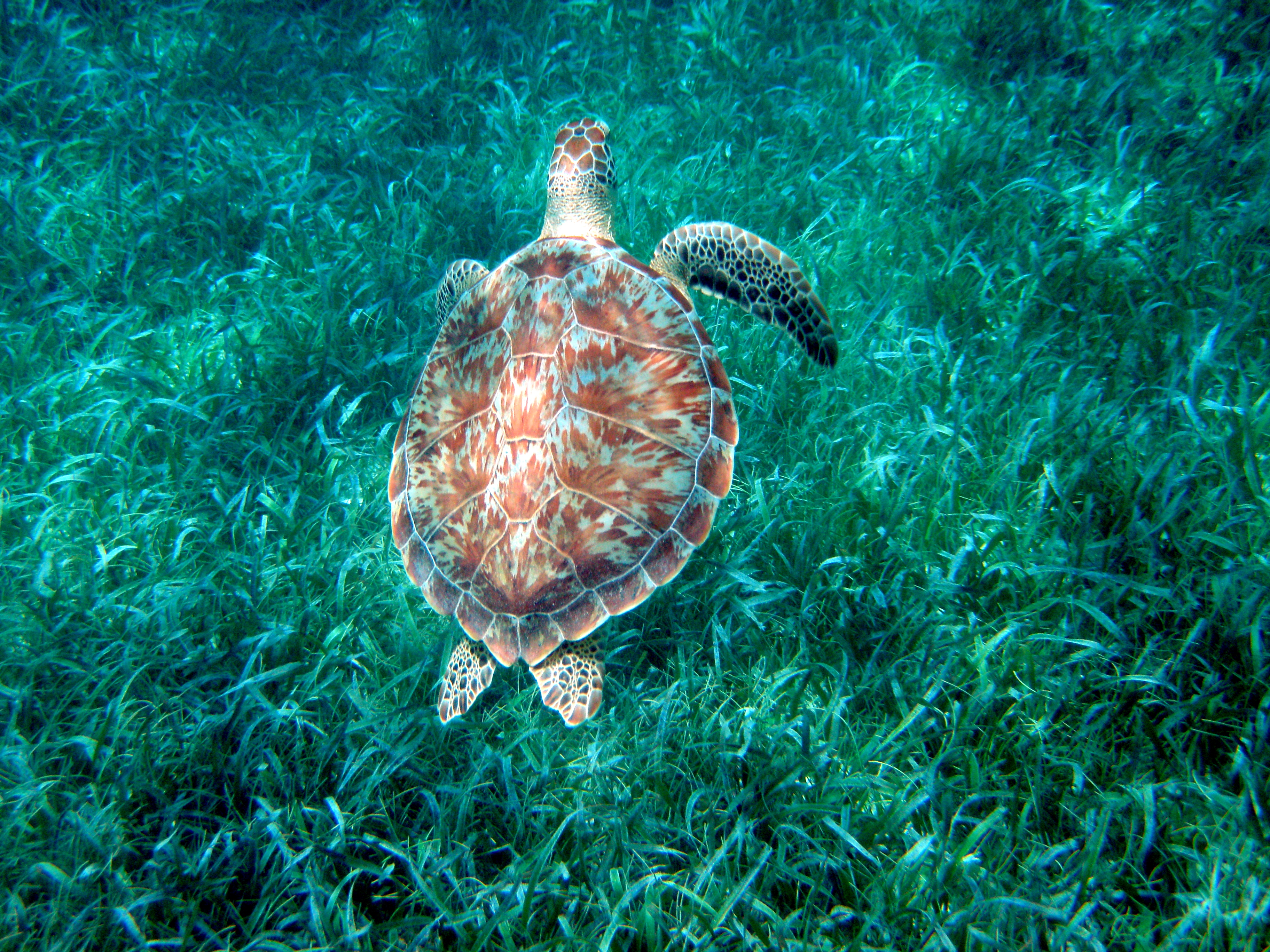 Snorkel Hol Chan & Shark Ray Alley
