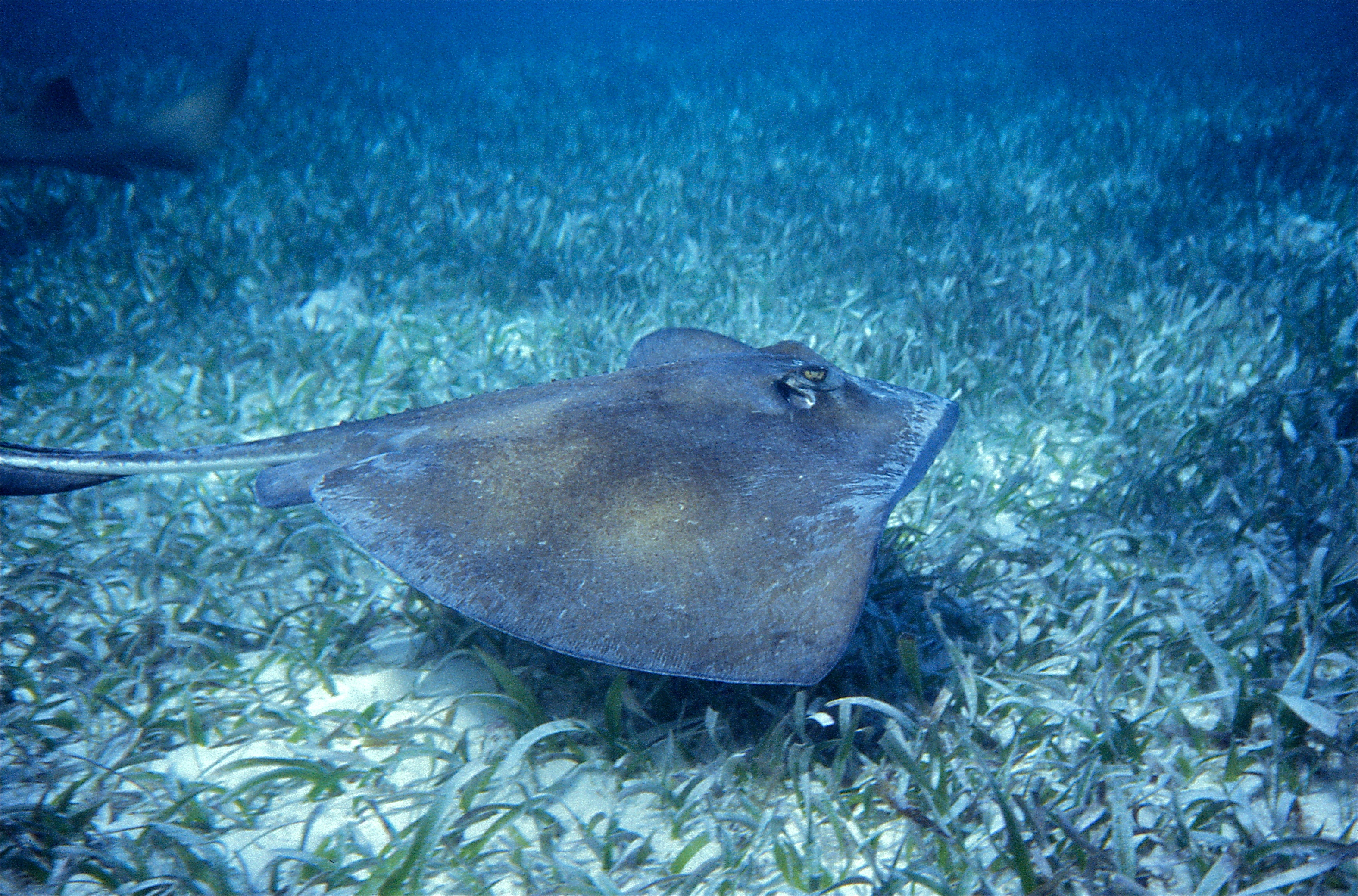 Snorkel Hol Chan & Shark Ray Alley