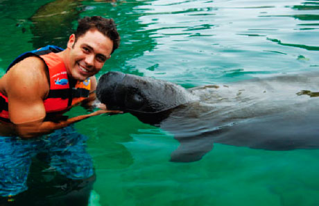 Manatee encounter