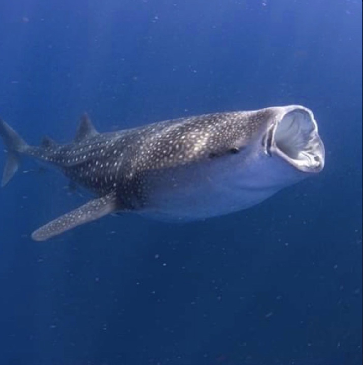 Swim with whale sharks