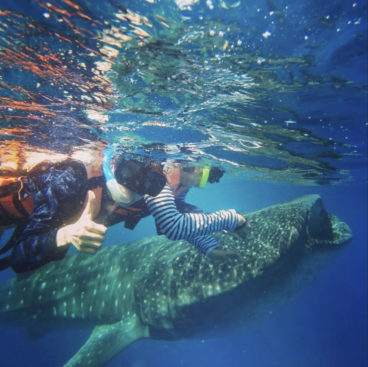 Swim with whale sharks