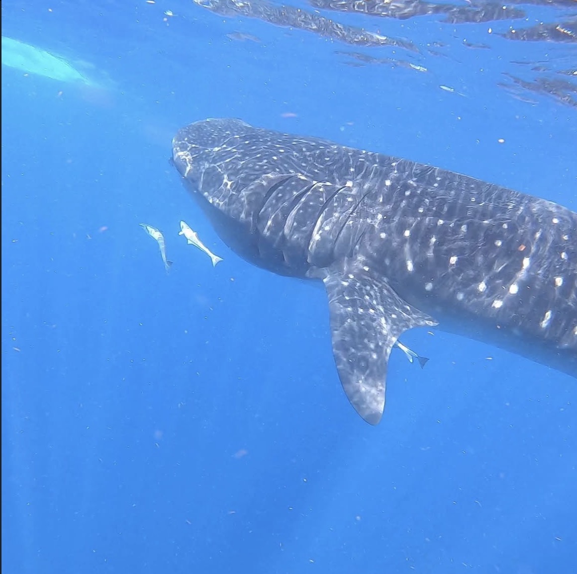 Swim with whale sharks